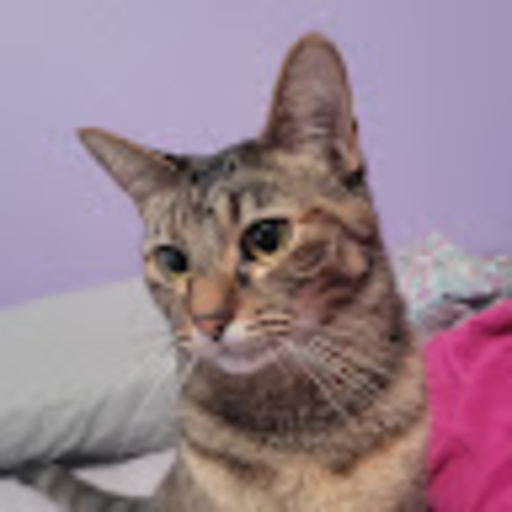 Meet your Posher, Ashton